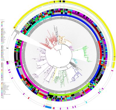 Geographical and temporal distribution of multidrug-resistant Salmonella Infantis in Europe and the Americas